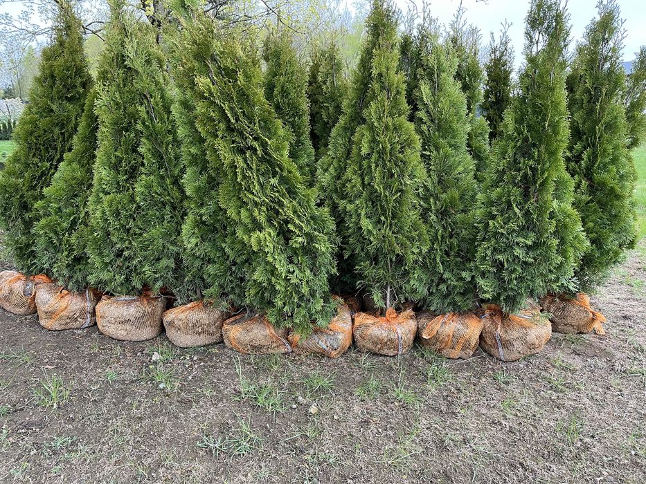 Tuja Thuja Tuje Szmaragd i Brabant – producent Dostawa i nasadzenia