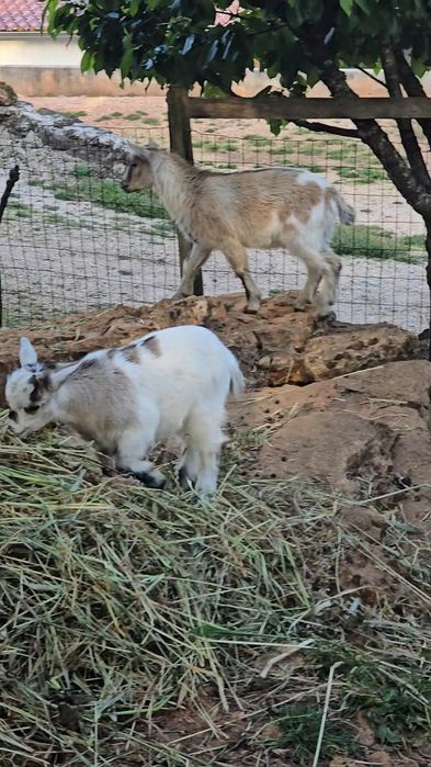 Cabras Anãs. 3 machos anões para venda.
