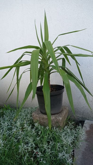 Jucca domowa/doniczkowa