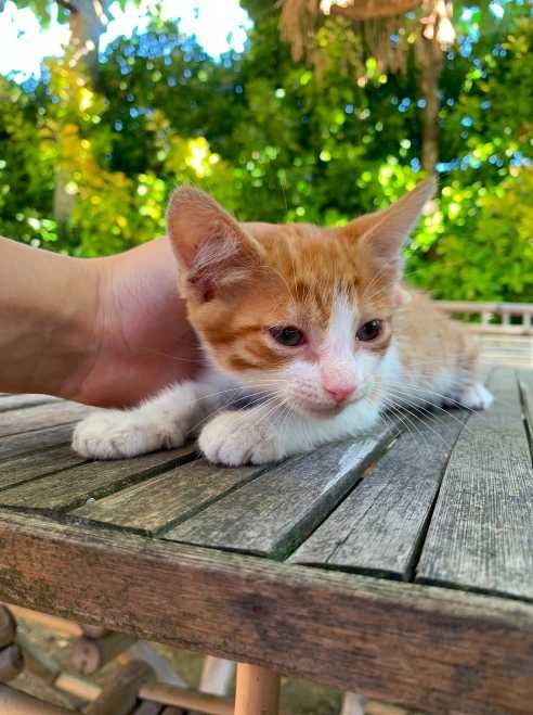 gato bebé adoção