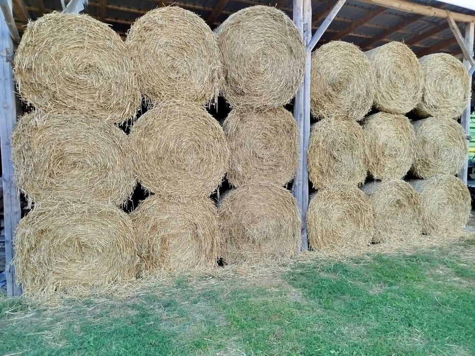 słoma w rolce     .