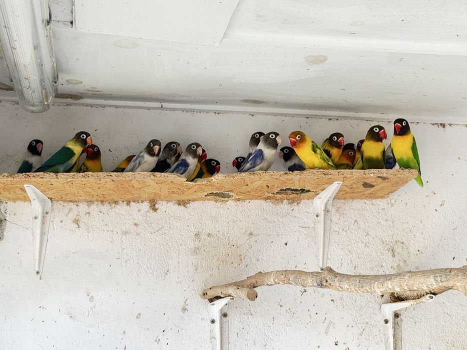 Agapornis Personatas