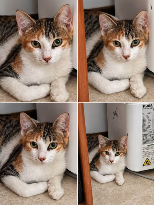 Gatinha 4 meses ADOÇÃO