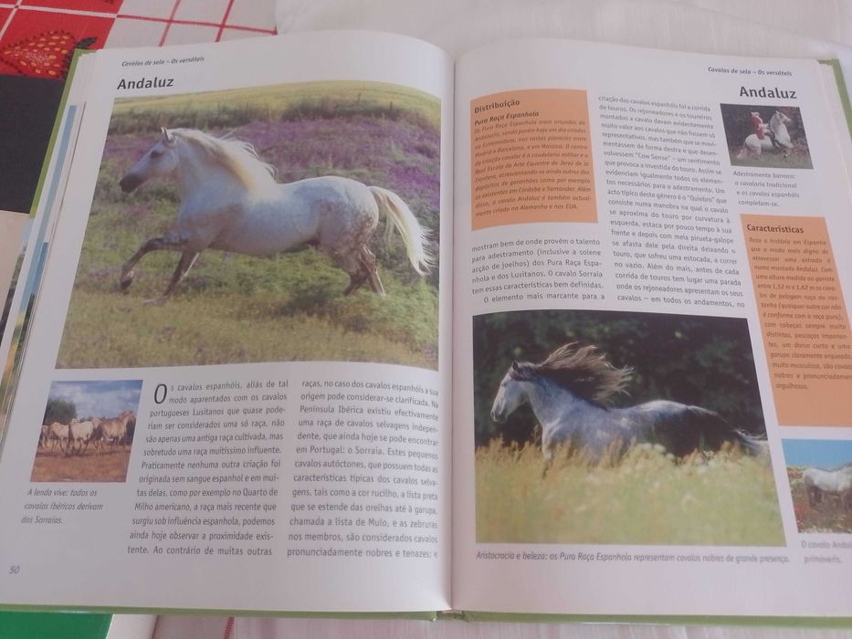 O grande manual dos cavalos
