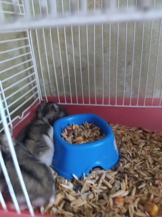 Джунгарик Кременчуг