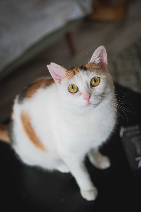 Trikolorka szuka domu!