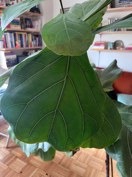 Planta Ficus Lyrata