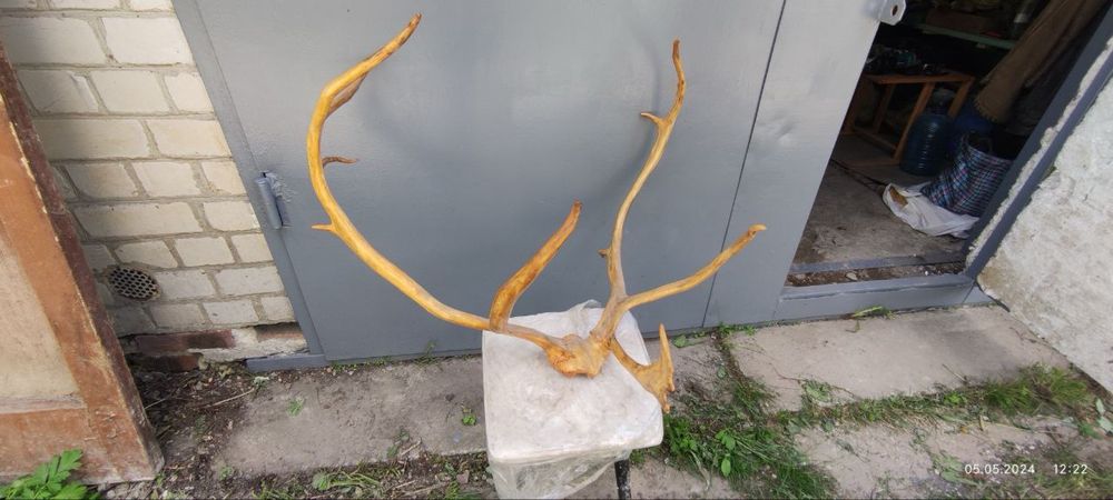 Рога северного оленя