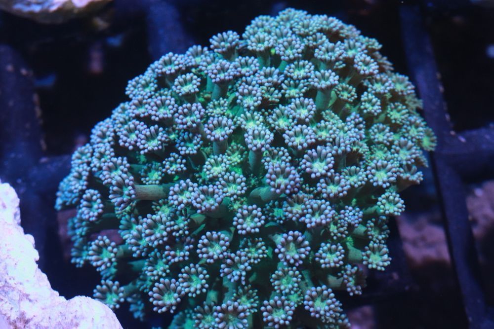 Goniopora Seledynowa Niebieska Szczepka  FLUOLAMPS.PL WYSYŁKI