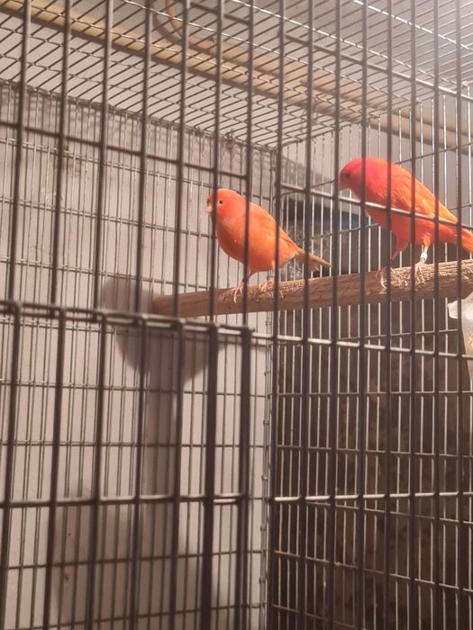 Casal de canarios e casal de babetes