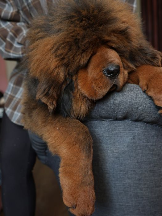 Мальчик Тибетский мастиф