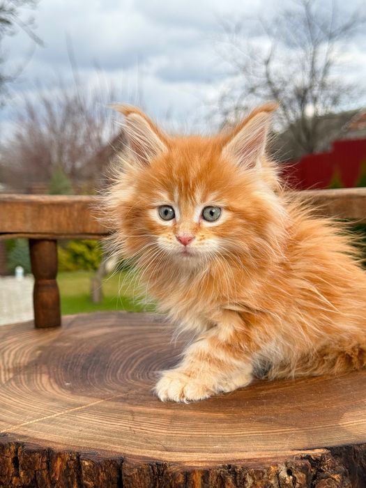 Потужний мейн кун  хлопчик