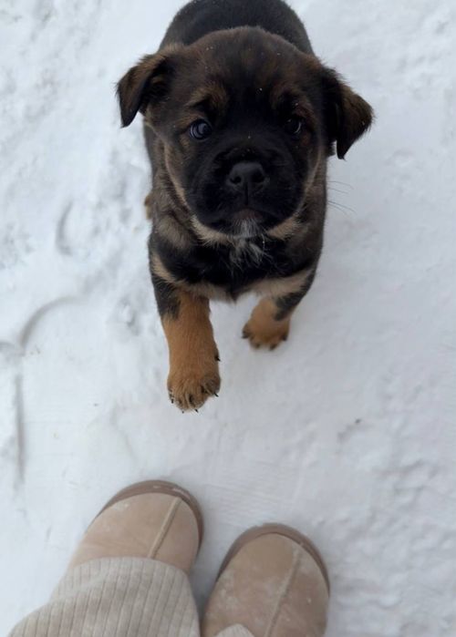 Щенята ротвейлер хлопчик