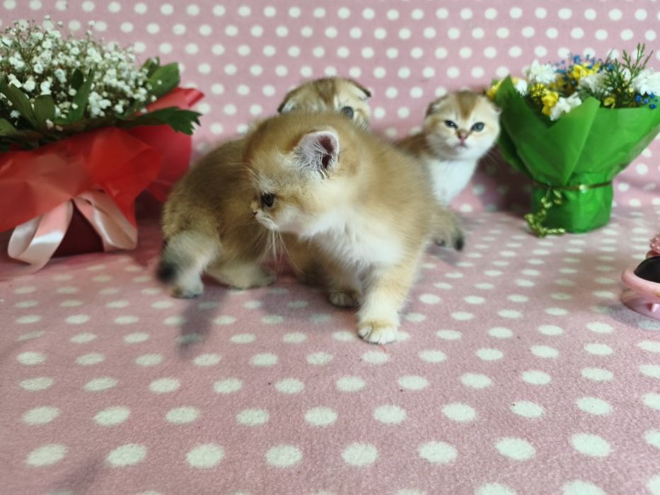 Золоті кошенята для родини