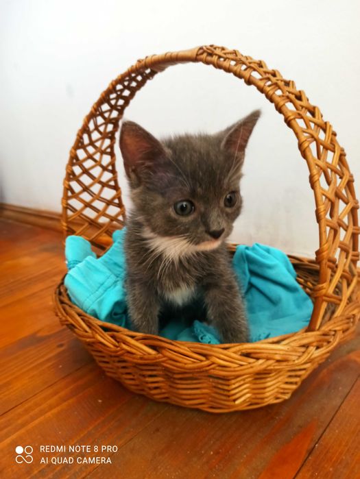 Сіреньке кошенятко шукаю родину