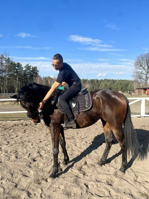 Grzeczna 3 letnia klacz