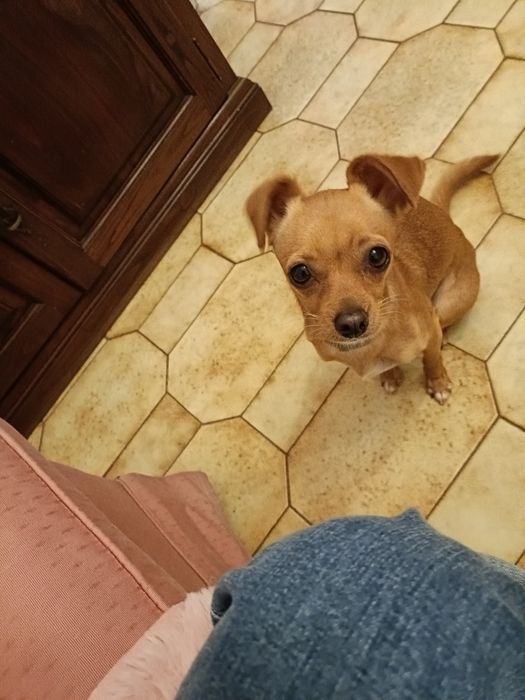 Adoção de animais