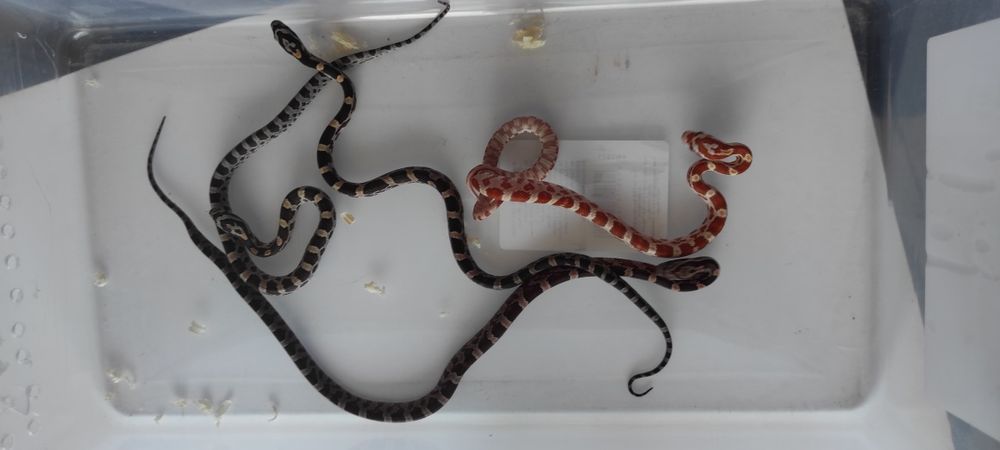 Wąż zbożowy promocja