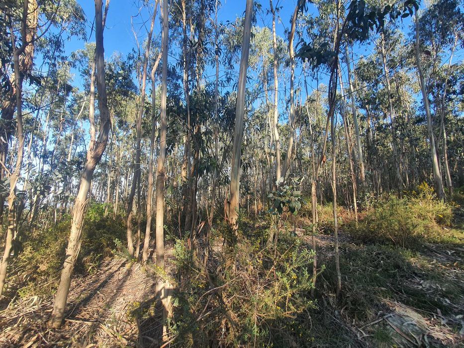 Terreno Florestal +/- 1 hectare Monte Córdova - Santo Tirso próximo ao Santuário da Nossa Sra da Assunção