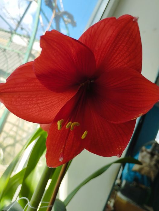 Гиппеаструм большой