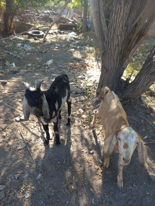 Козлики нубийские породистые, вязка