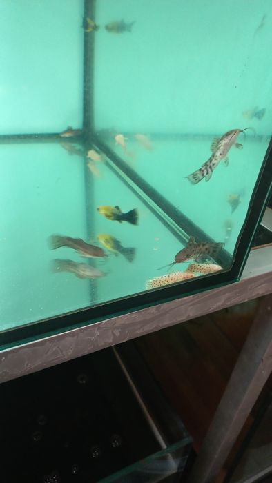 kiryśnik czarnolamy