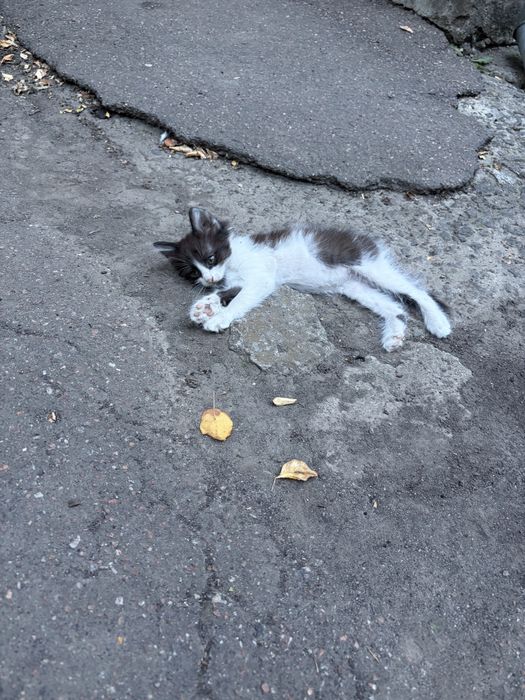 Віддамо кошенят в добрі руки