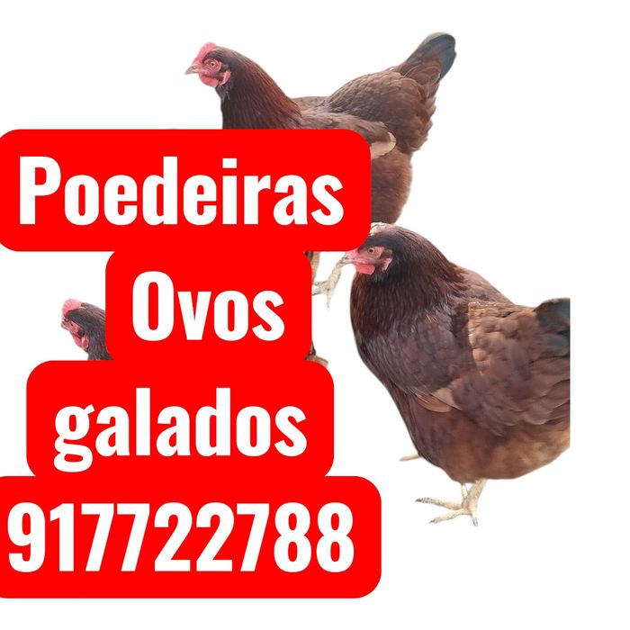 Ovos Férteis de Poedeiras