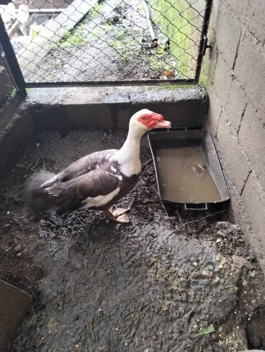 Vendem-se patos mudos