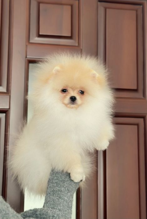 Шпіц померанський хлопчик