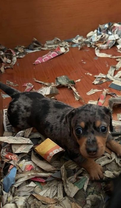 Teckel pêlo liso fêmea arlequim pura