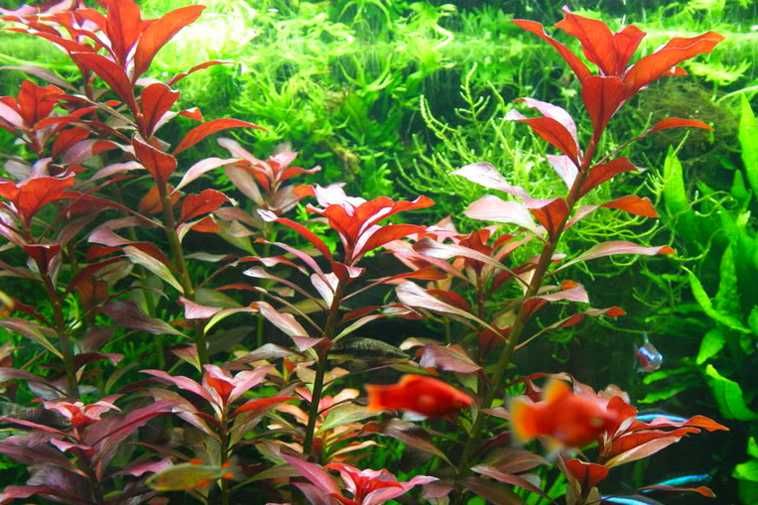 Ludwigia Glandulosa (vermelha) . Plantas . Aquário