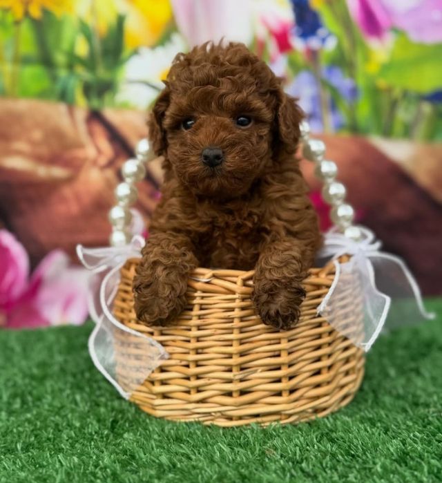 Дівчинка той   пудель  .Ред браун