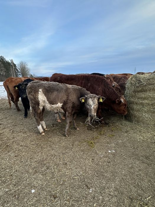 Sprzedam bydło mięsne