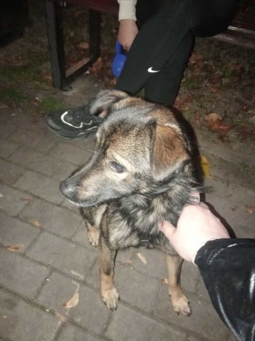 Pilne !! Piesek Szuka domu !!