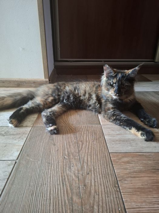 Sprzedam śliczną kotkę Maine Coon