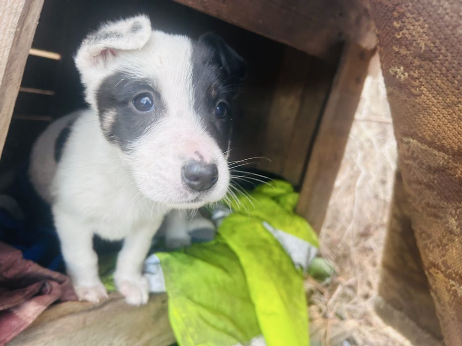 Щенята в добрі руки