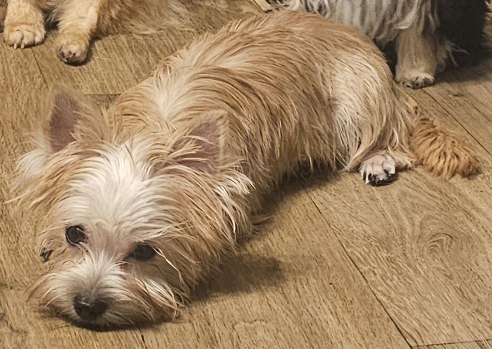 Yoreczka - Mała cudowna piękność