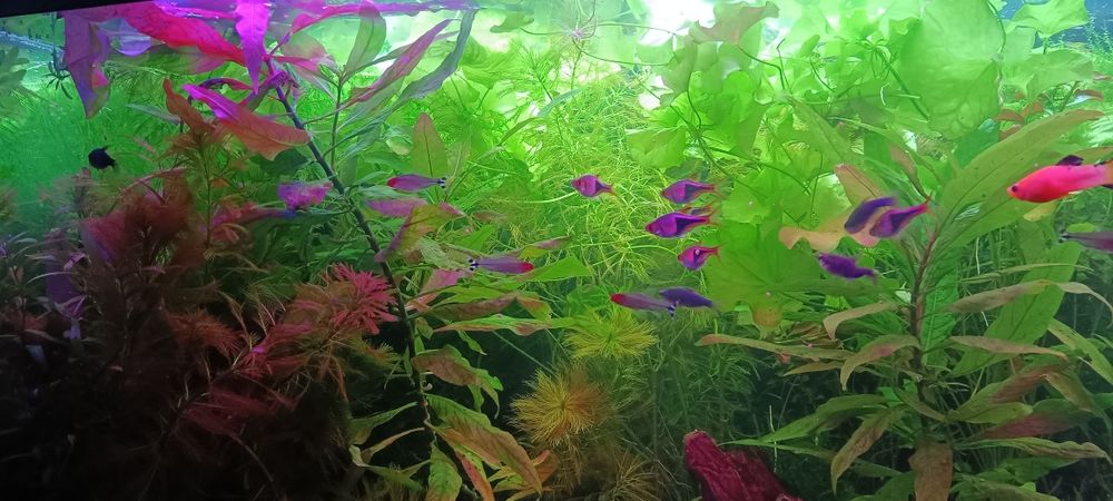 Rośliny z przycinki