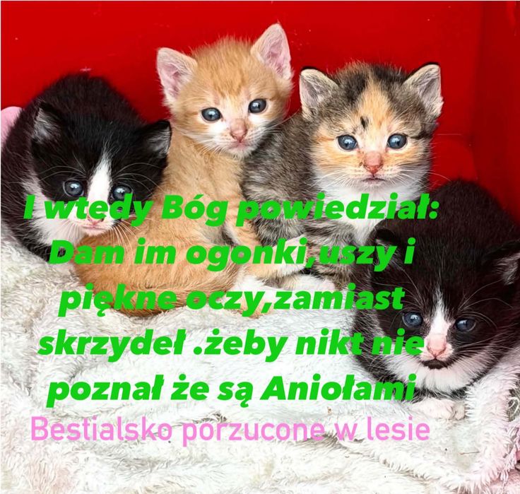 Kocięta porzucone w lesie w dobre ręce