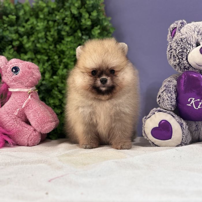 ляльковий Ведмедик шоу классу