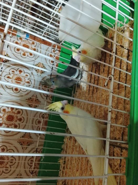 Caturras criadas a mao ou para criar