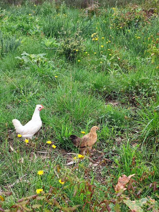 Casal de garnizés novos