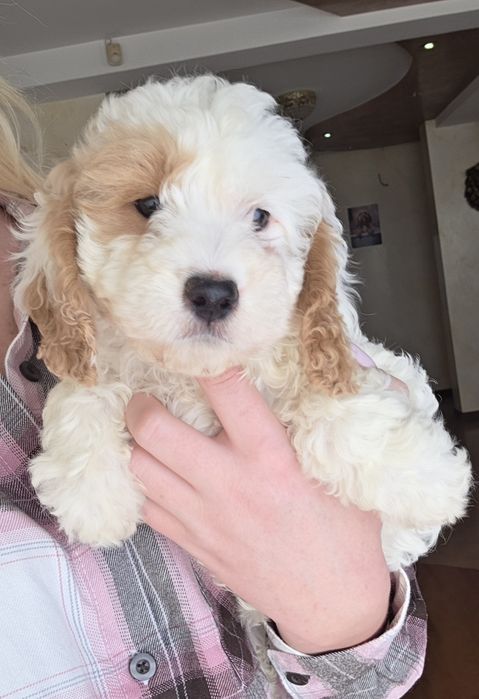 Cockapoo dziewczynka Cocjer spaniel i pudel