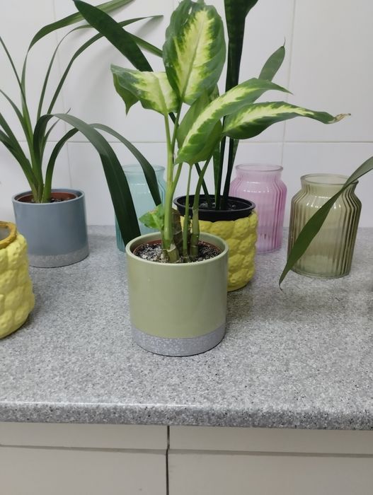 Vasos em loiça e vidro decorativo