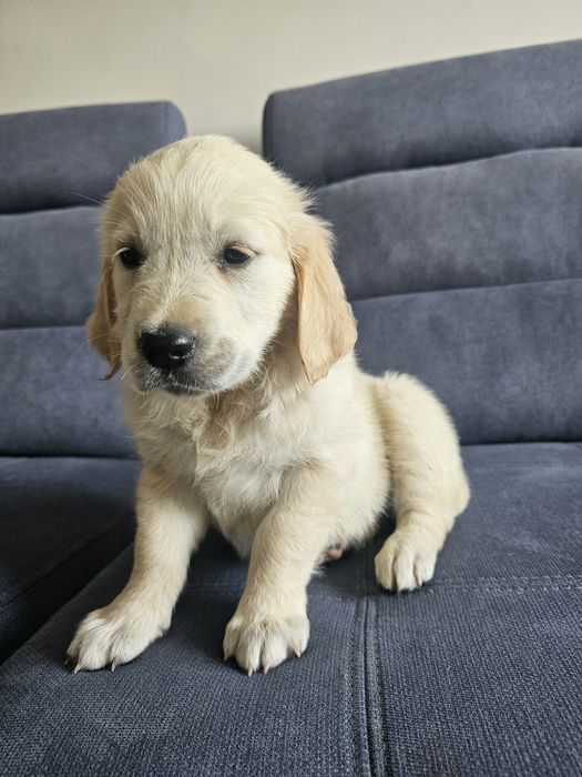 Golden Retriever suczka