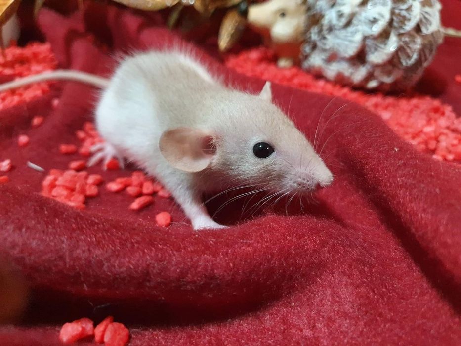 Szczur szczury szurki cudowne maluchy Dowóz do wielu miast w Polsce