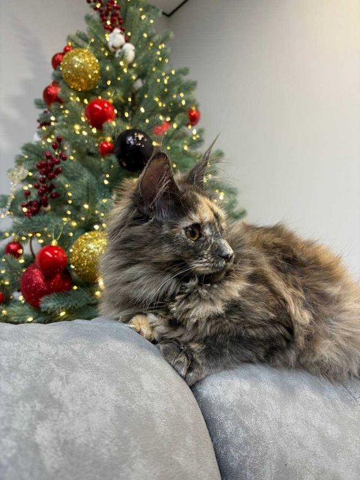 Черепахова дівчинка мейн-кун WCF • ніжна