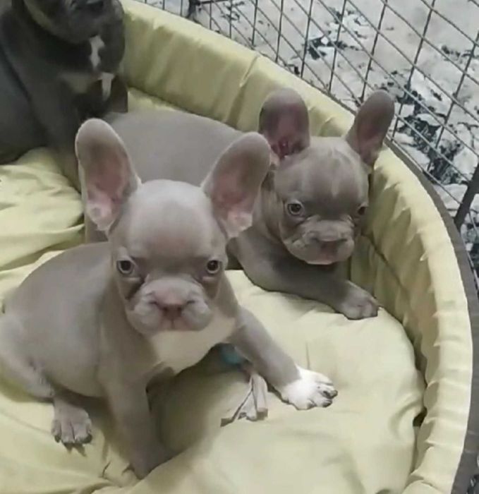 Французький бульдог в'язка Ізабелла Тан