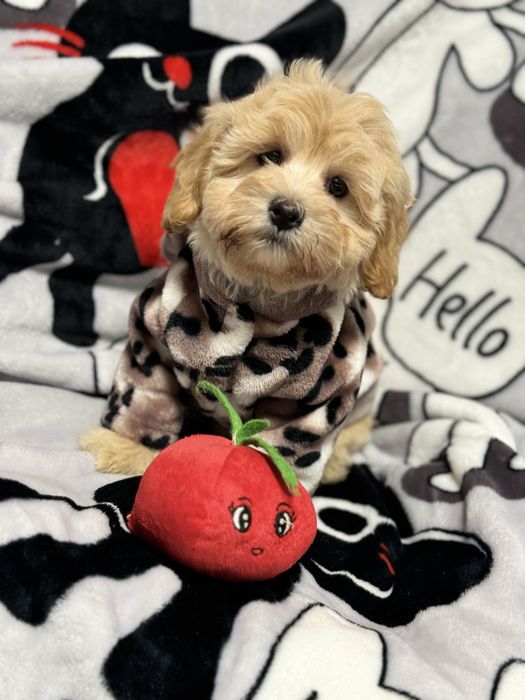 Кукла мальтипу ф1